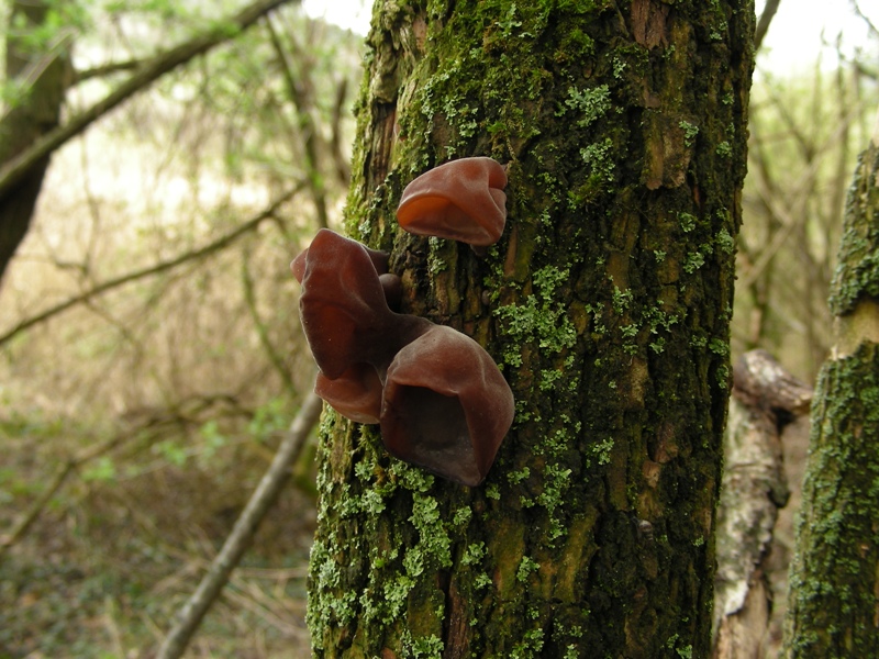 Escursione in bosco umido